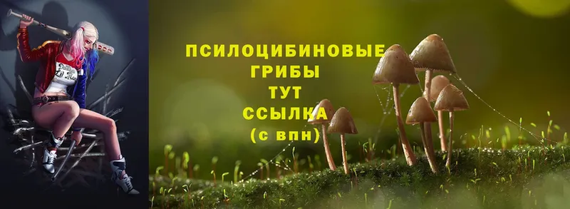 Псилоцибиновые грибы Psilocybe  закладка  Абаза 